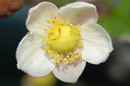 Japanese Anemone